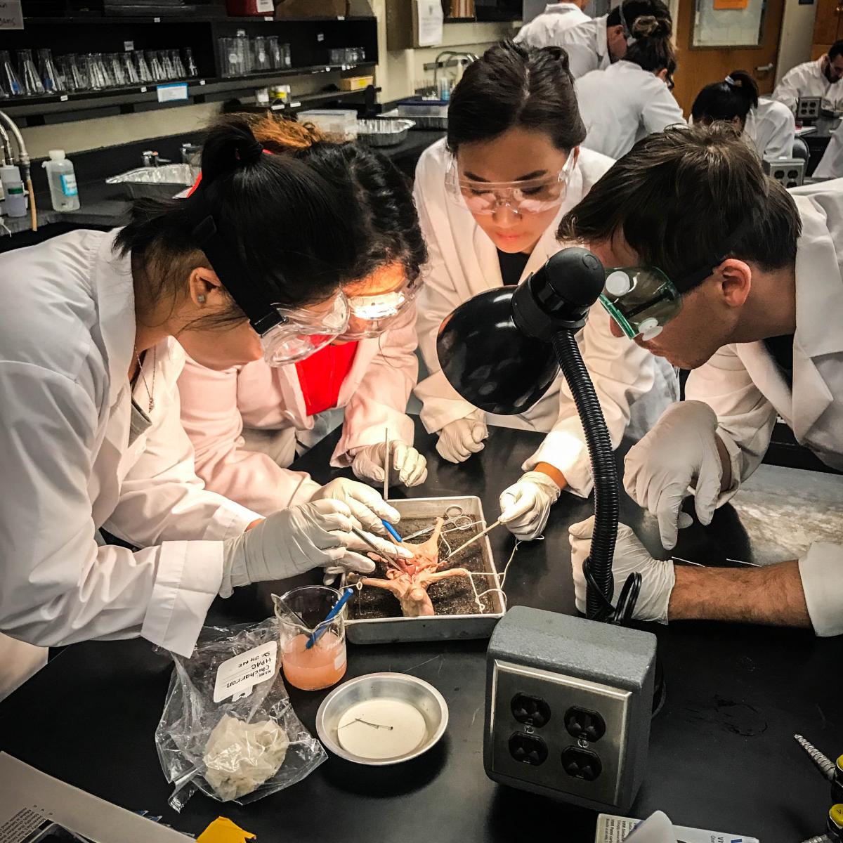 Pre-med post-bac students dissect a frog in the lab