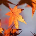 Sun shines through fall orange maple leaves with a grey sky behind them