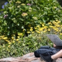 Student takes an online course on a rock by some flowers