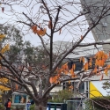 Sparse orange fall leaves on a tree outside the student center