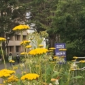 Flowers on SF State campus