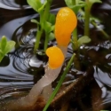 Fungi growing in the mud