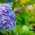 Purple hydrangeas and greenery