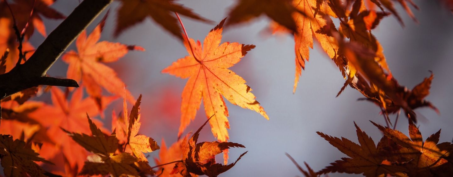 Sun shines through fall orange maple leaves with a grey sky behind them