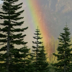 Rainbow between trees and mountain in the Sierra Nevada